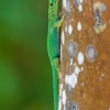 Felsuma - Phelsuma sundbergi - Seychelles Giant Day Gecko o1233